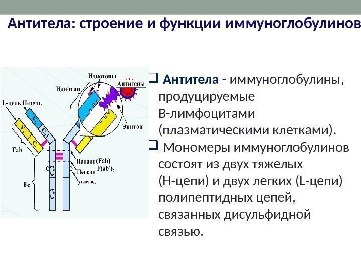  Антитела - иммуноглобулины,  продуцируемые В-лимфоцитами (плазматическими клетками). Мономеры иммуноглобулинов состоят из