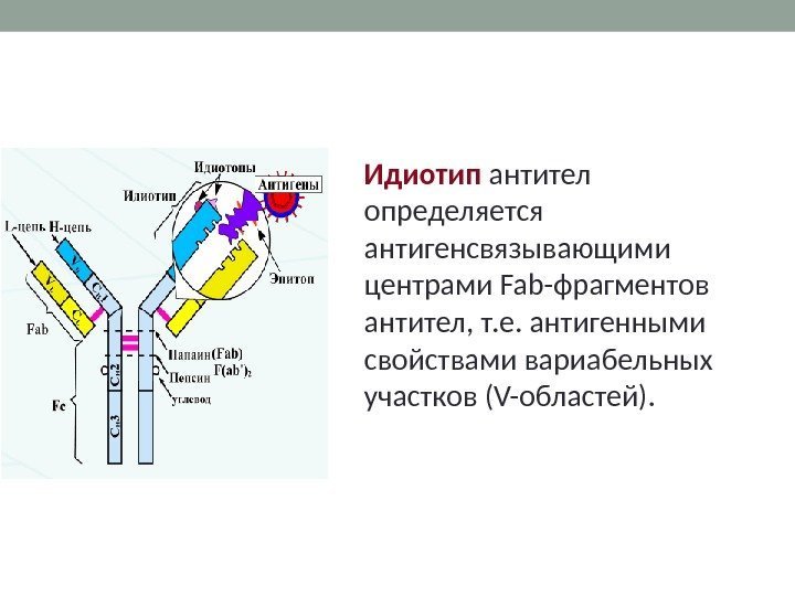 Идиотип антител определяется антигенсвязывающими центрами Fab-фрагментов антител, т. е. антигенными свойствами вариабельных участков (V-областей).