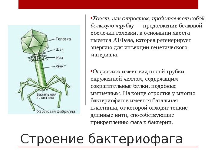 Строение бактериофага • Хвост, или отросток, представляет собой белковую трубку — продолжение белковой оболочки