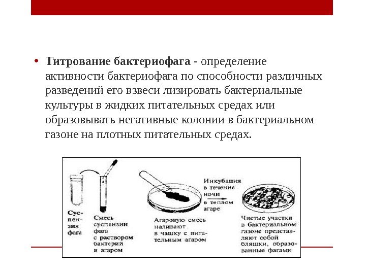  • Титрование бактериофага - определение активности бактериофага по способности различных разведений его взвеси