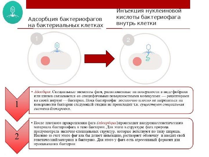 Адсорбция бактериофагов  на бактериальных клетках Инъекция нуклеиновой кислоты бактериофага внутрь клетки 