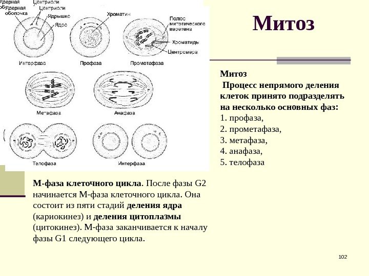 Митоз 102 Митоз  Процесс непрямого деления клеток принято подразделять на несколько основных фаз: