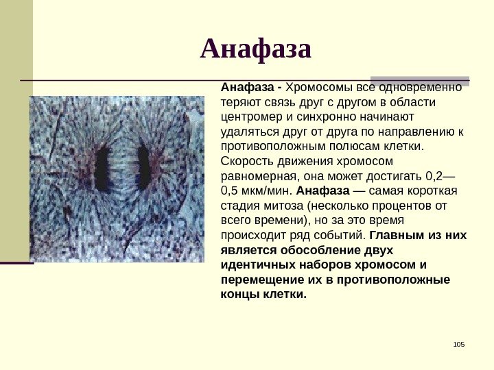 Анафаза 105 Анафаза - Хромосомы все одновременно теряют связь друг с другом в области