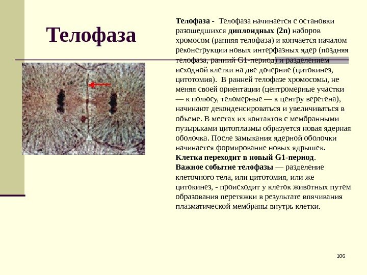 Телофаза 106 Телофаза -  Телофаза начинается с остановки разошедшихся диплоидных (2 n) наборов