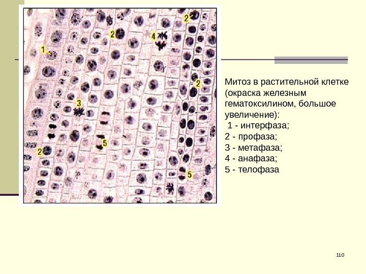 110 Митоз в растительной клетке (окраска железным гематоксилином, большое увеличение):  1 - интерфаза;