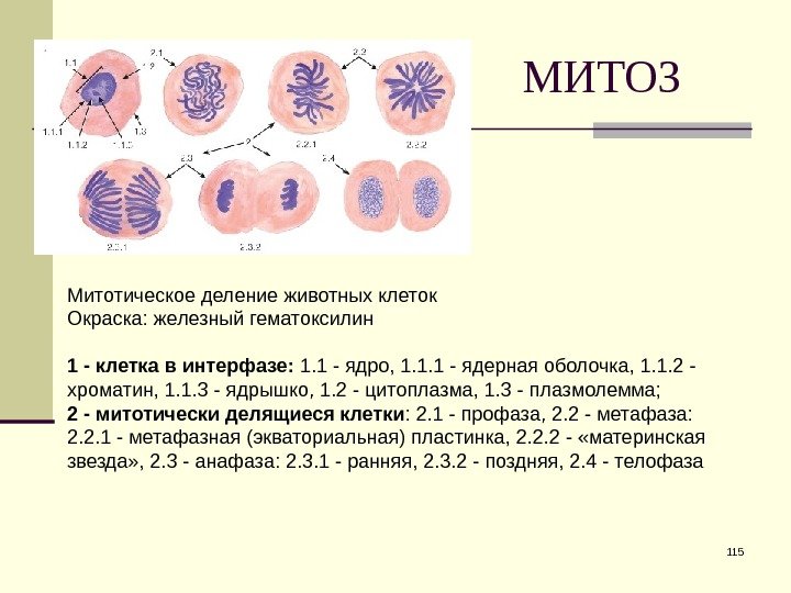 МИТОЗ 115 Митотическое деление животных клеток Окраска: железный гематоксилин 1 - клетка в интерфазе: