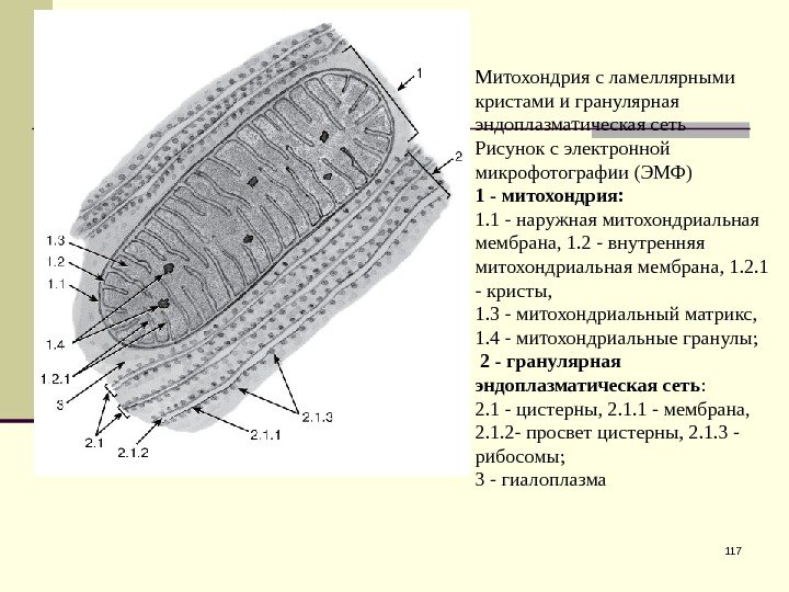 117 Митохондрия с ламеллярными кристами и гранулярная эндоплазматическая сеть Рисунок с электронной микрофотографии (ЭМФ)