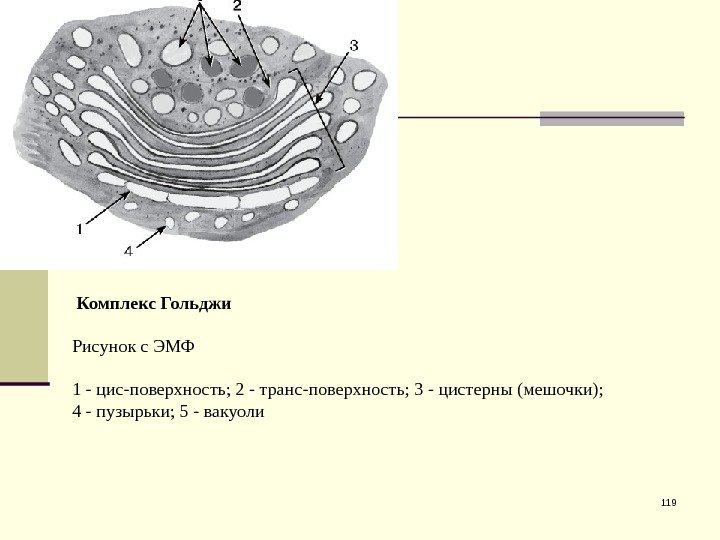 119 Комплекс Гольджи Рисунок с ЭМФ 1 - цис-поверхность; 2 - транс-поверхность; 3 -