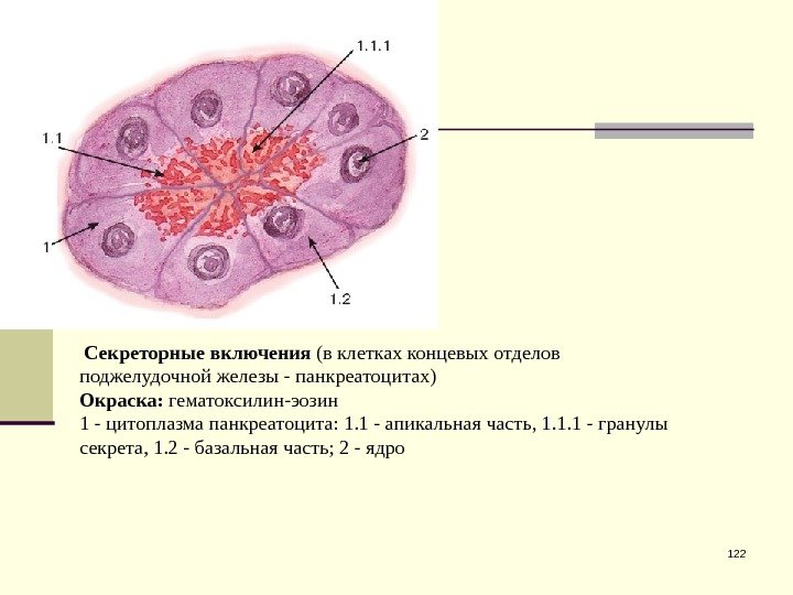 122 Секреторные включения (в клетках концевых отделов поджелудочной железы - панкреатоцитах) Окраска:  гематоксилин-эозин