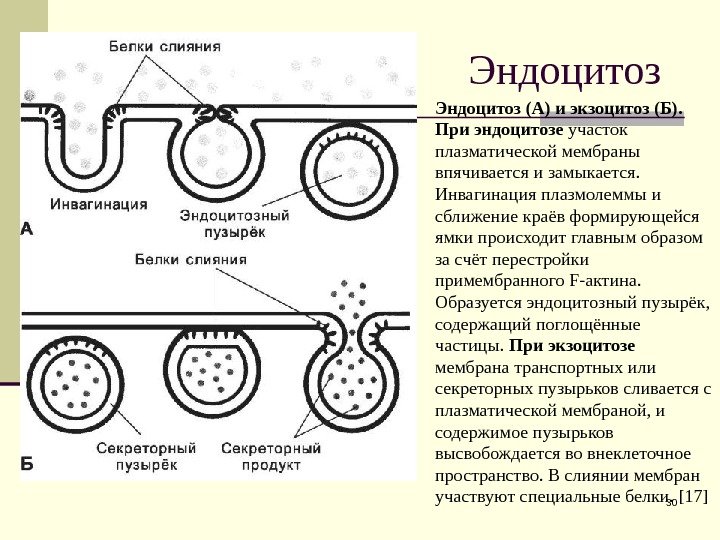 Эндоцитоз 30 Эндоцитоз (А) и экзоцитоз (Б).  При эндоцитозе участок плазматической мембраны впячивается