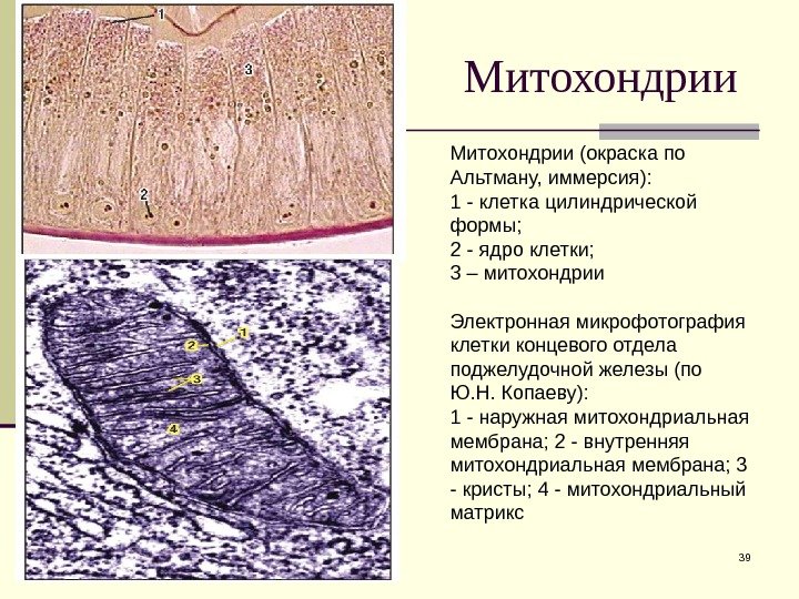 Митохондрии 39 Митохондрии (окраска по Альтману, иммерсия):  1 - клетка цилиндрической формы; 