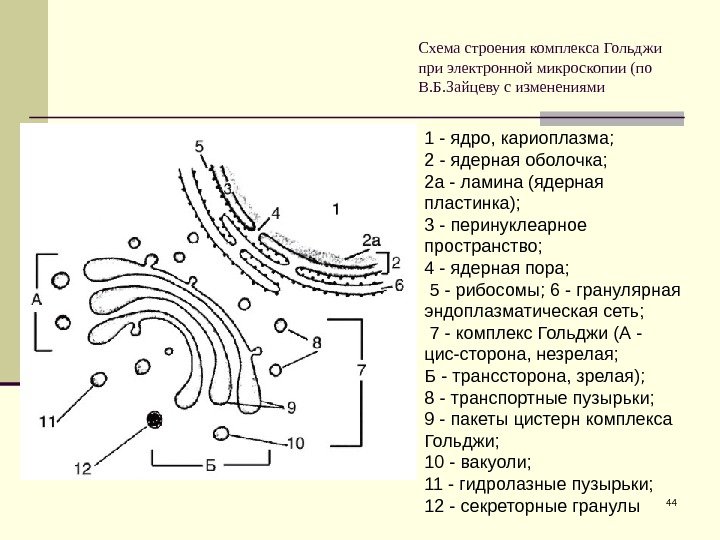 Схема строения комплекса Гольджи при электронной микроскопии (по В. Б. Зайцеву с изменениями 441