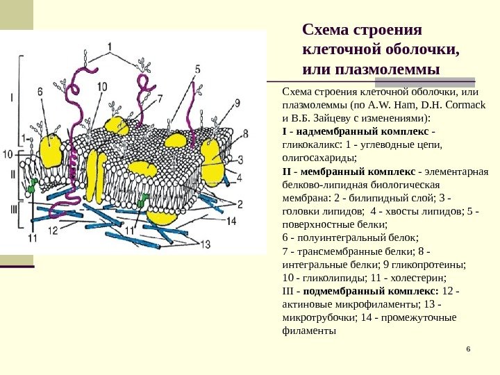 Схема строения клеточной оболочки,  или плазмолеммы 6 Схема строения клеточной оболочки, или плазмолеммы