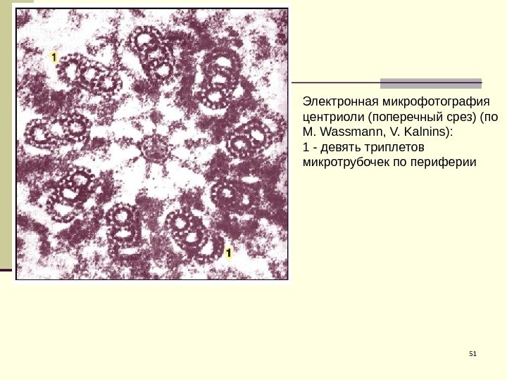51 Электронная микрофотография центриоли (поперечный срез) (по M. Wassmann, V. Kalnins):  1 -