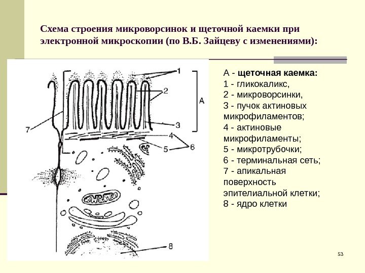 Схема строения микроворсинок и щеточной каемки при электронной микроскопии (по В. Б. Зайцеву с