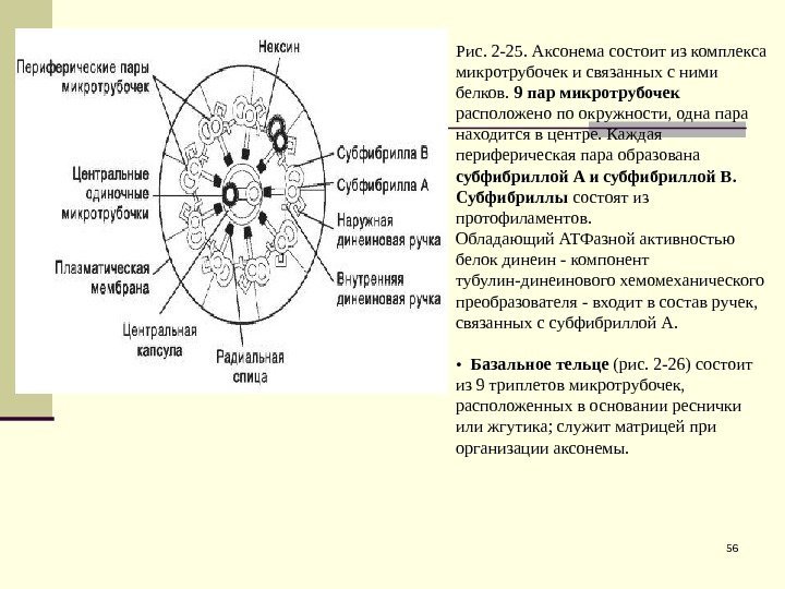 56 Рис. 2 -25. Аксонема состоит из комплекса микротрубочек и связанных с ними белков.