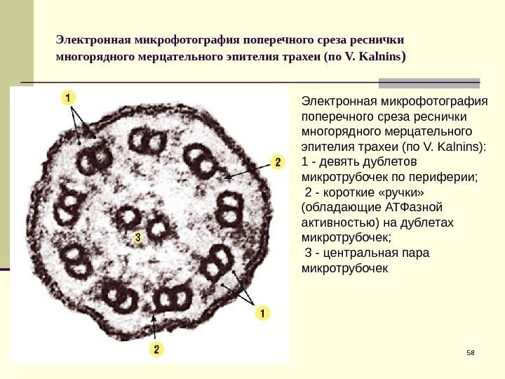 Электронная микрофотография поперечного среза реснички многорядного мерцательного эпителия трахеи (по V. Kalnins ) 58
