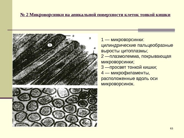 № 2 Микроворсинки на апикальной поверхности клеток тонкой кишки 631 — микроворсинки:  цилиндрические