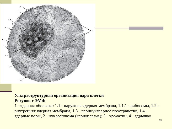 69 Ультраструктурная организация ядра клетки Рисунок с ЭМФ 1 - ядерная оболочка: 1. 1