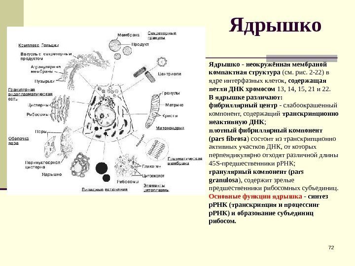 Ядрышко 72 Ядрышко - неокружённая мембраной компактная структура (см. рис. 2 -22) в ядре