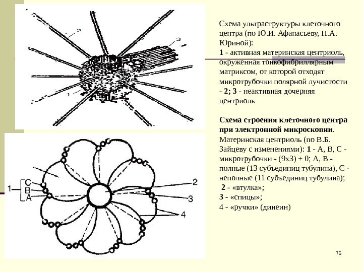 75 Схема ультраструктуры клеточного центра (по Ю. И. Афанасьеву, Н. А.  Юриной): 