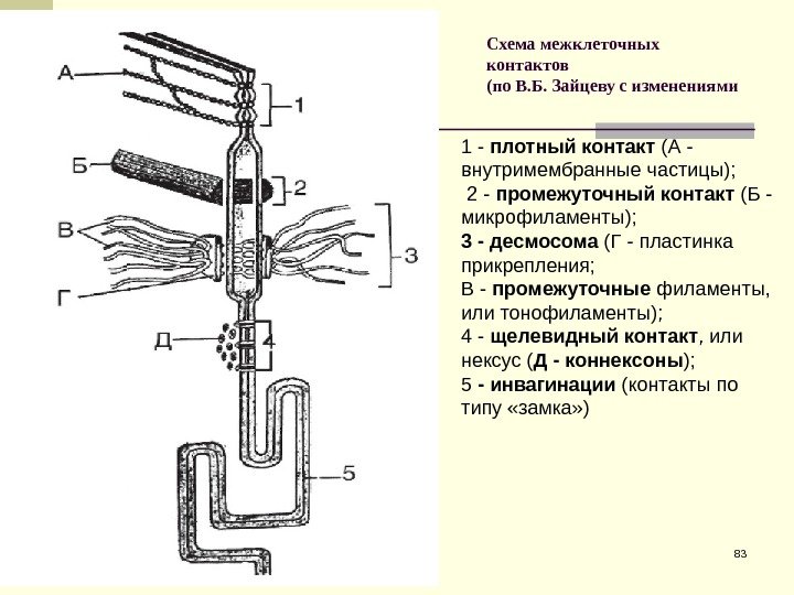Схема межклеточных контактов (по В. Б. Зайцеву с изменениями 831 - плотный контакт (А