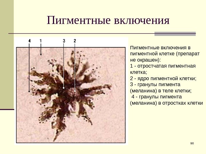 Пигментные включения 90 Пигментные включения в пигментной клетке (препарат не окрашен):  1 -