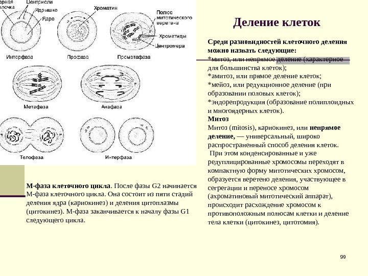 Деление клеток  99 Среди разновидностей клеточного деления можно назвать следующие: *митоз, или непрямое