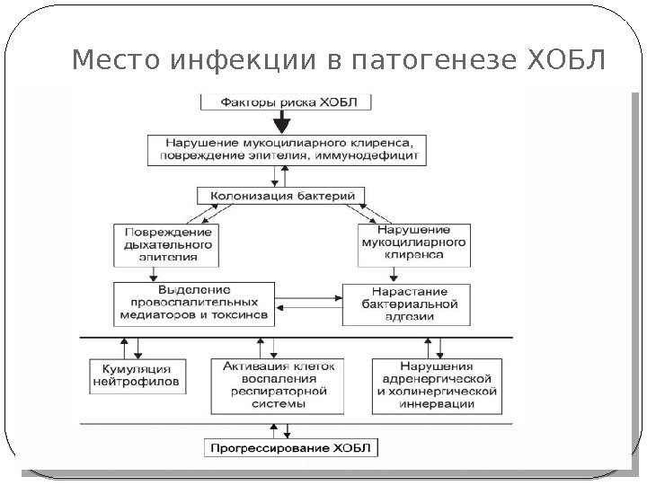 Место инфекции в патогенезе ХОБЛ  