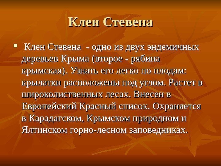   Клен Стевена - одно из двух эндемичных деревьев Крыма (второе - рябина