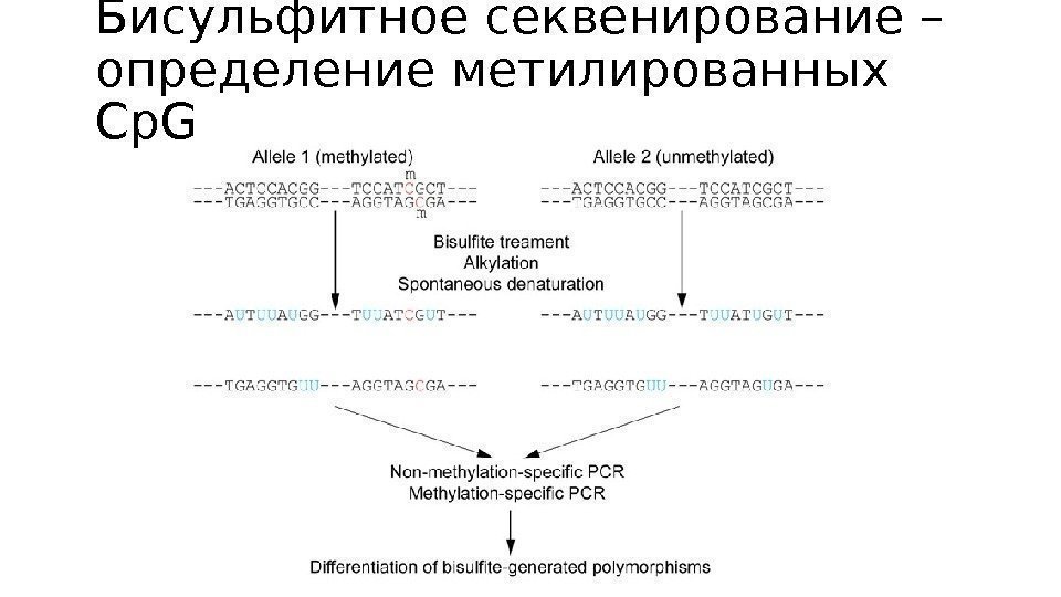 Бисульфитное секвенирование – определение метилированных Cp. G 