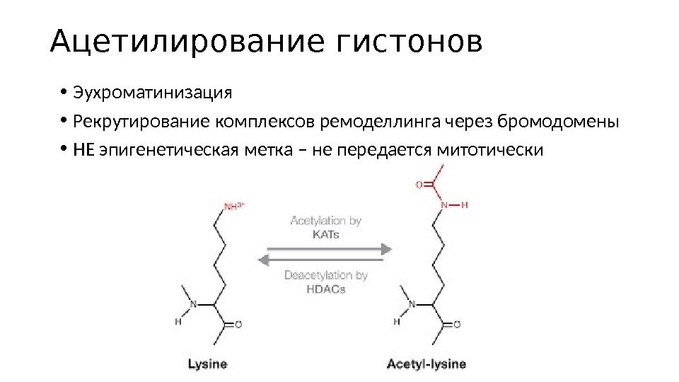 Ацетилирование гистонов • Эухроматинизация • Рекрутирование комплексов ремоделлинга через бромодомены • НЕ эпигенетическая метка