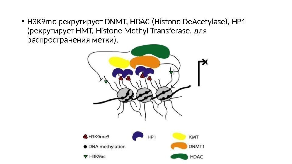  • H 3 K 9 me рекрутирует DNMT, HDAC (Histone De. Acetylase), HP
