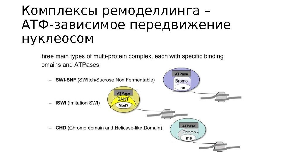 Комплексы ремоделлинга – АТФ-зависимое передвижение нуклеосом 