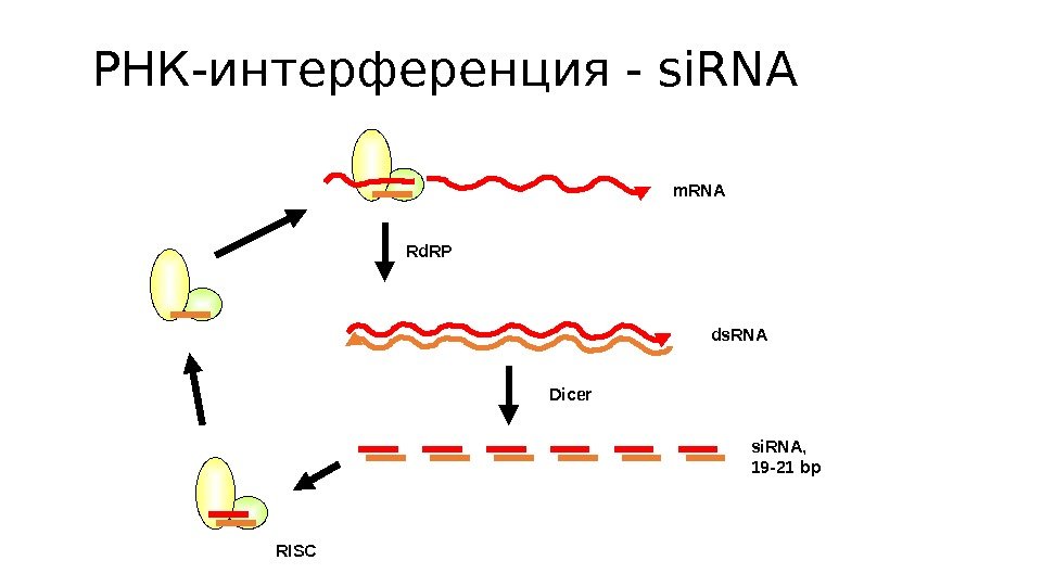 РНК-интерференция - si. RNA ds. RNA si. RNA,  19 -21 bp. Dicer RISC