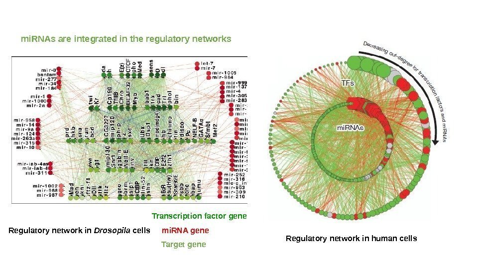 mi. RNAs are integrated in the regulatory networks Transcription factor gene mi. RNA gene