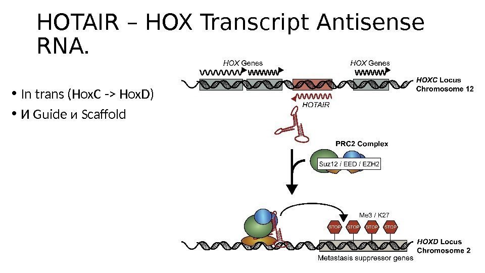 HOTAIR – HOX Transcript Antisense RNA.  • In trans (Hox. C - Hox.