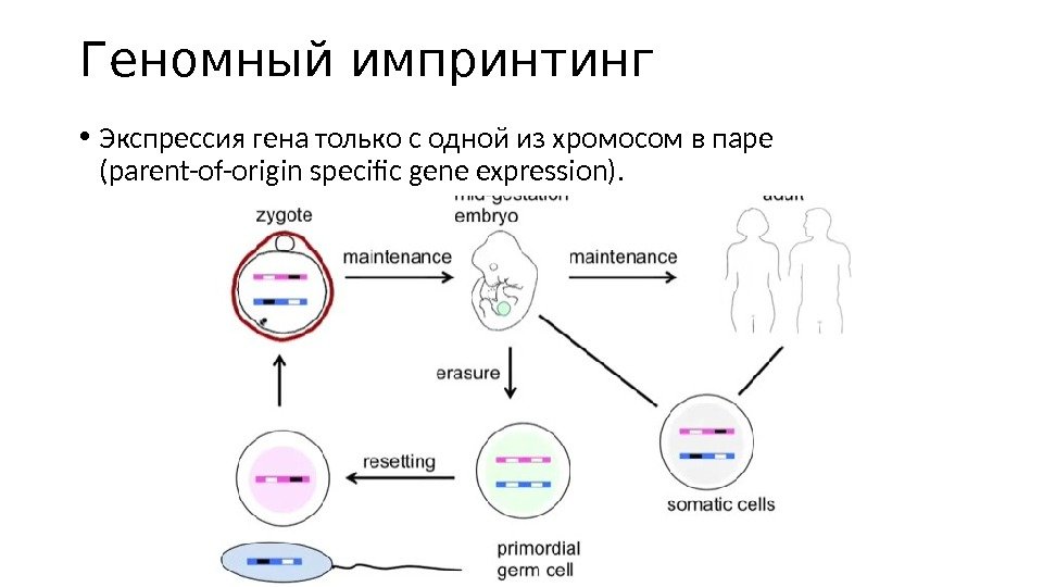 Геномный импринтинг • Экспрессия гена только с одной из хромосом в паре (parent-of-origin specific