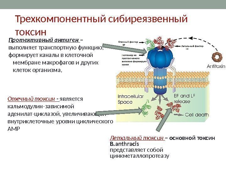 Трехкомпонентный сибиреязвенный токсин Протективный антиген – выполняет транспортную функцию, формирует каналы в клеточной мембране