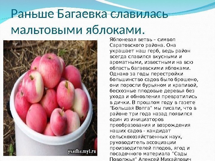 Раньше Багаевка славилась мальтовыми яблоками.  Яблоневая ветвь – символ Саратовского района. Она украшает