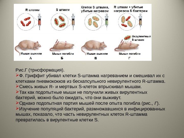 Рис. Г (трнсформация).  Ф. Гриффит убивал клетки S-штамма нагреванием и смешивал их с