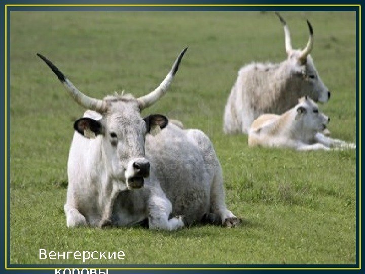 Венгерские коровы 