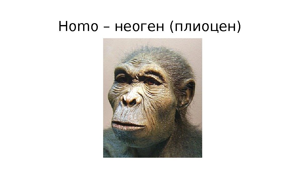 Homo – неоген (плиоцен) 