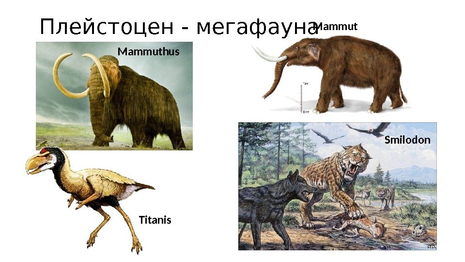 Плейстоцен - мегафауна Mammuthus Mammut Titanis Smilodon 