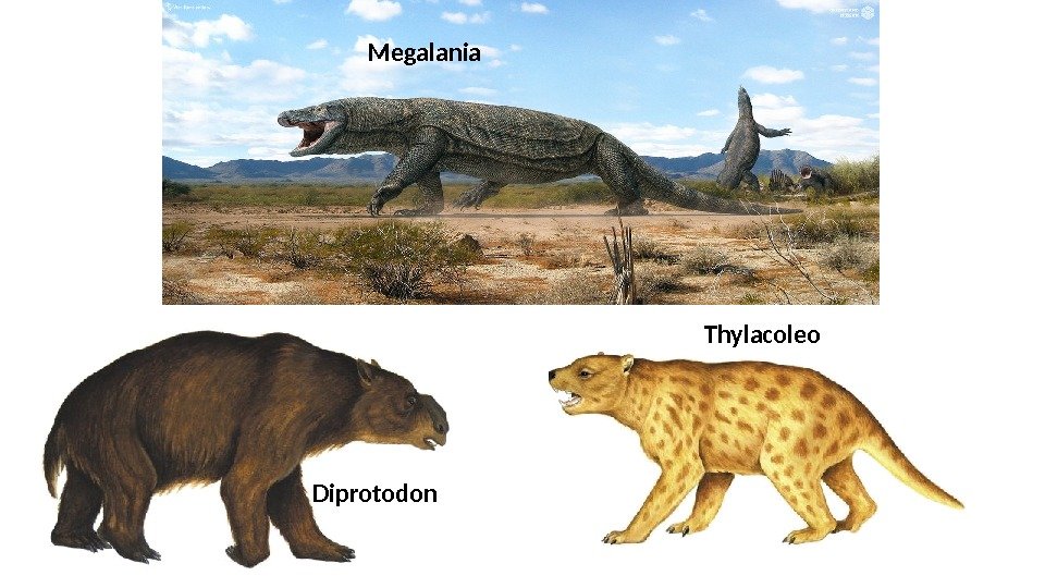 Megalania Diprotodon Thylacoleo 