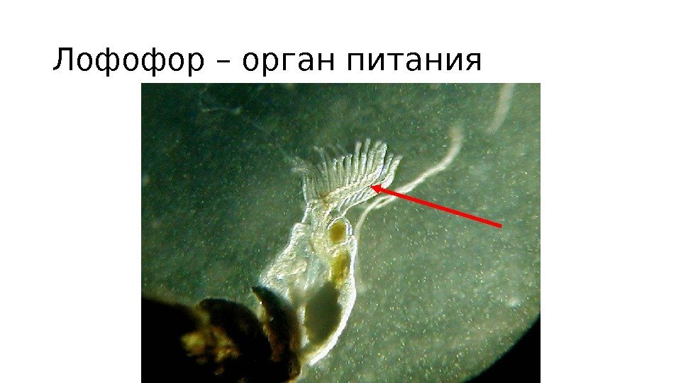 Лофофор – орган питания 