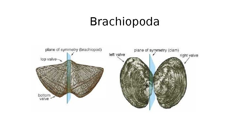 Brachiopoda 