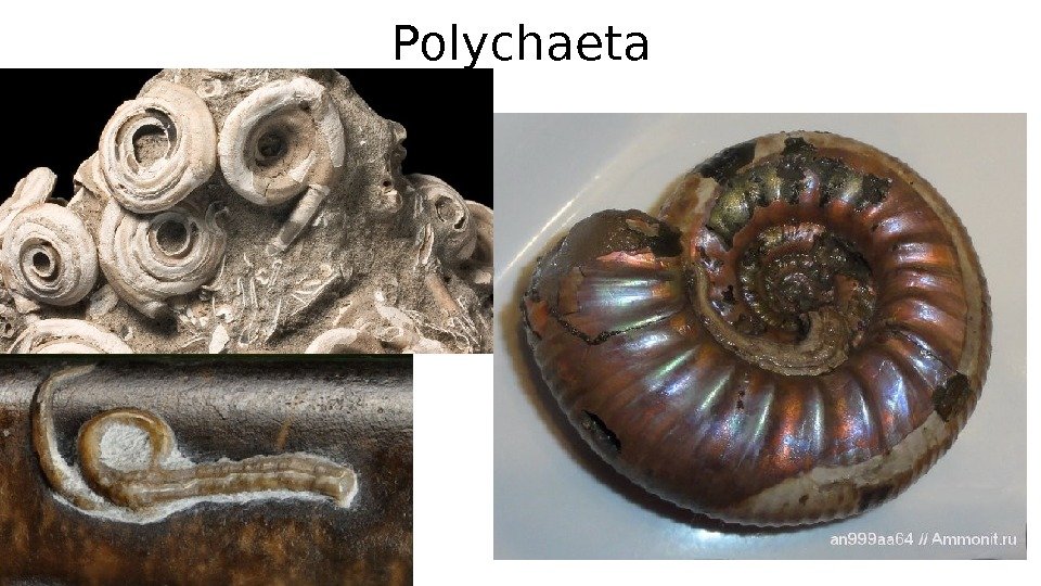 Polychaeta 