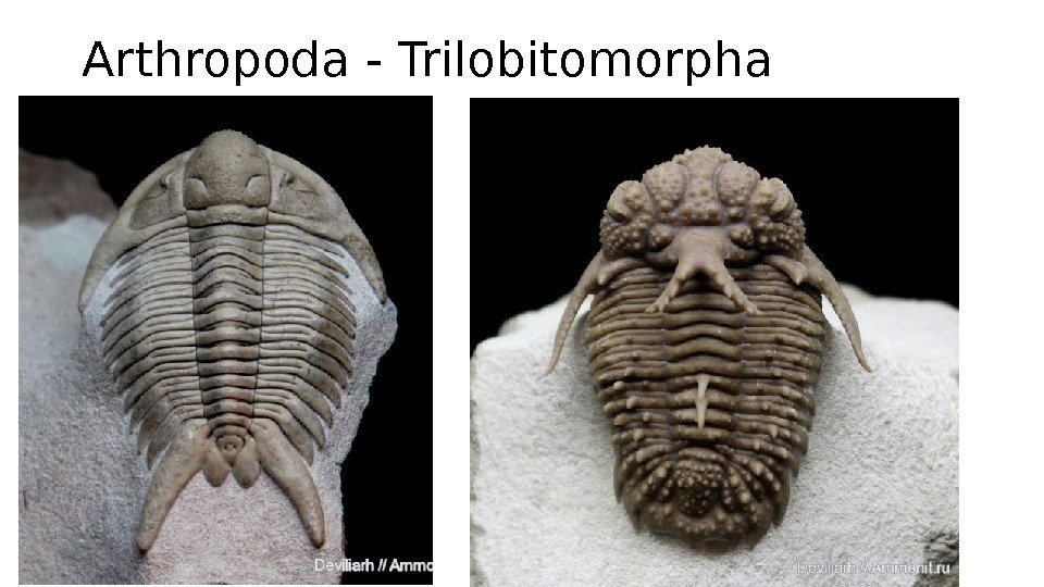 Arthropoda - Trilobitomorpha 