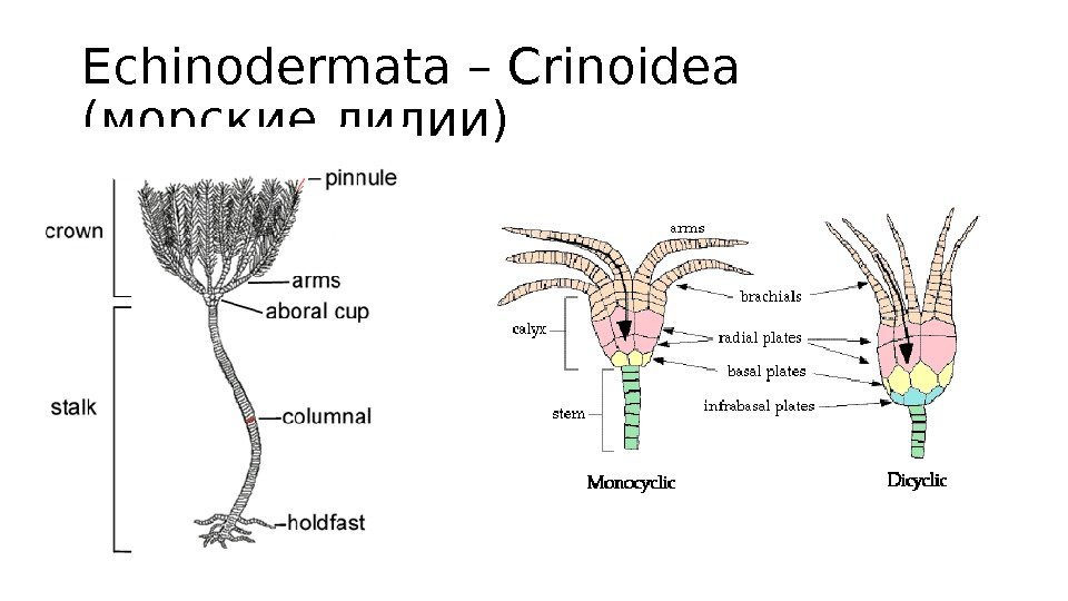 Echinodermata – Crinoidea (морские лилии) 